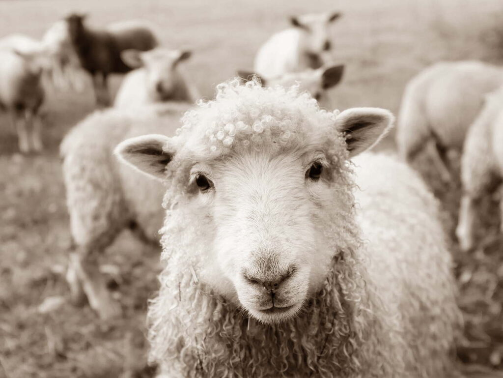 10 facts about sheep